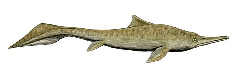 Restauration de Mixosaurus cornalianus, un ichtyosaure du Trias moyen