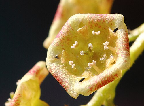 Gros plan de la fleur