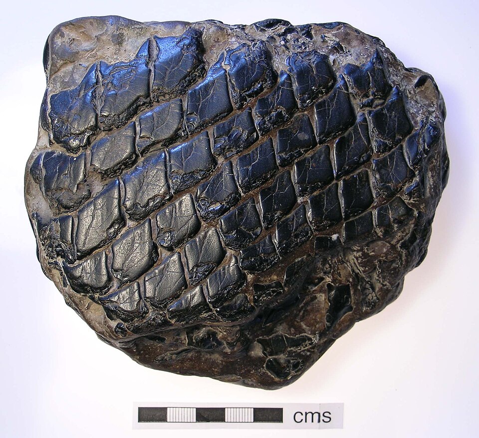 Écailles ganoïdes sur un lépidote fossilisé, environ 130 millions d'années