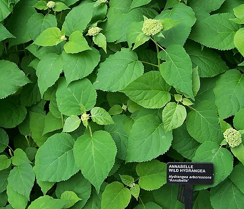 Hortensia sauvage vs. Annabelle (Hydrangea arborescens)