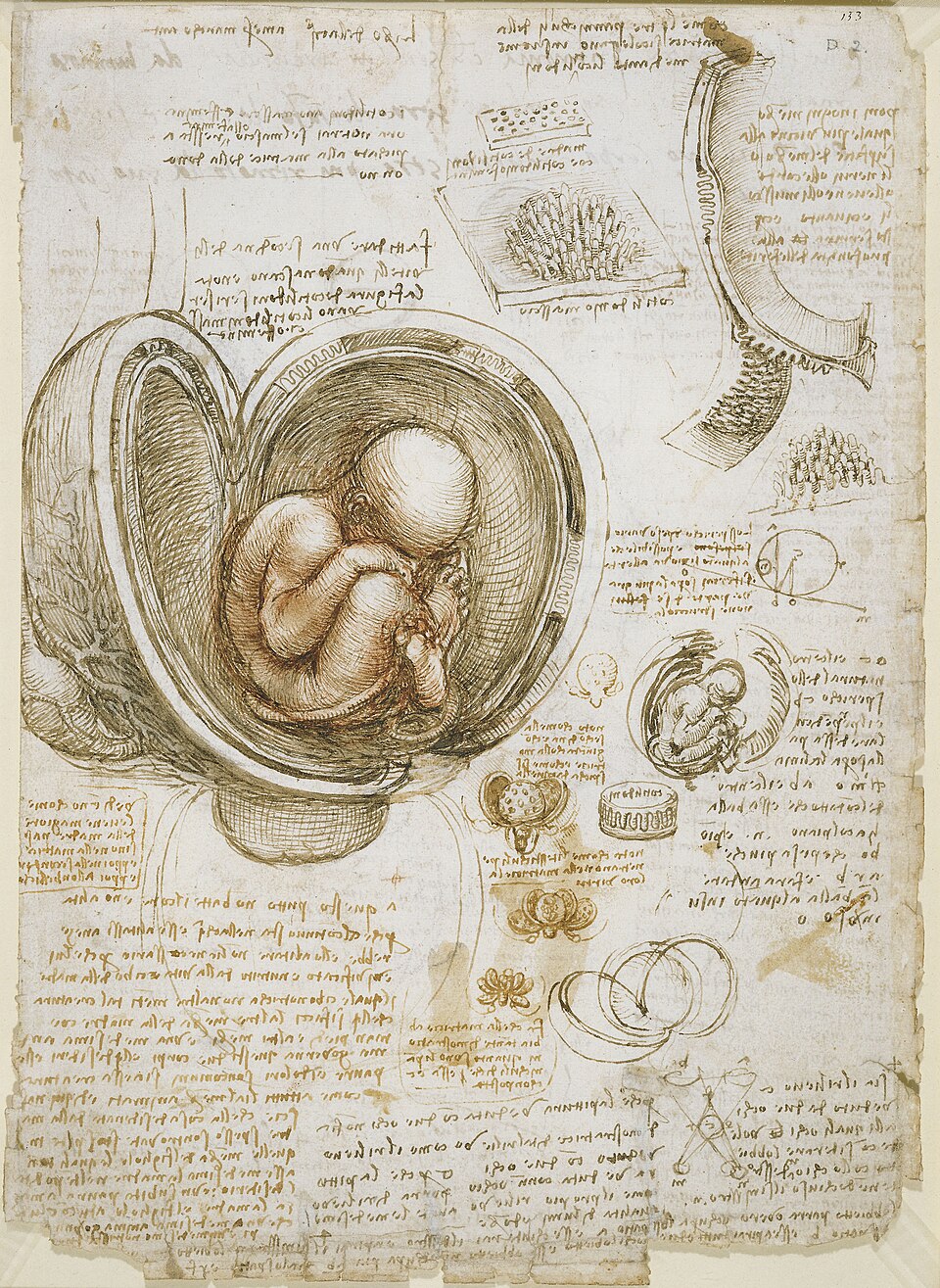 Léonard de Vinci, Études du fœtus dans le ventre de sa mère, 1511
