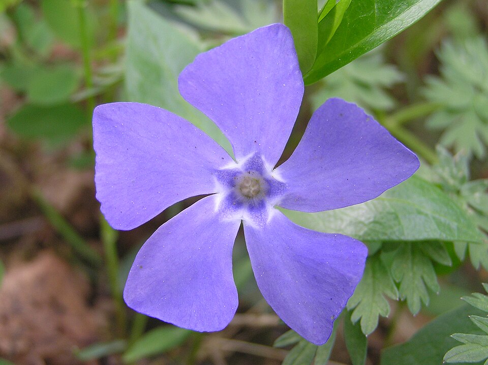 Vinca mineure