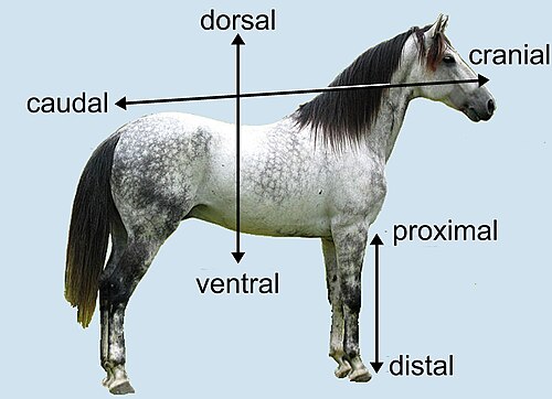 Termes anatomiques de localisation chez un cheval