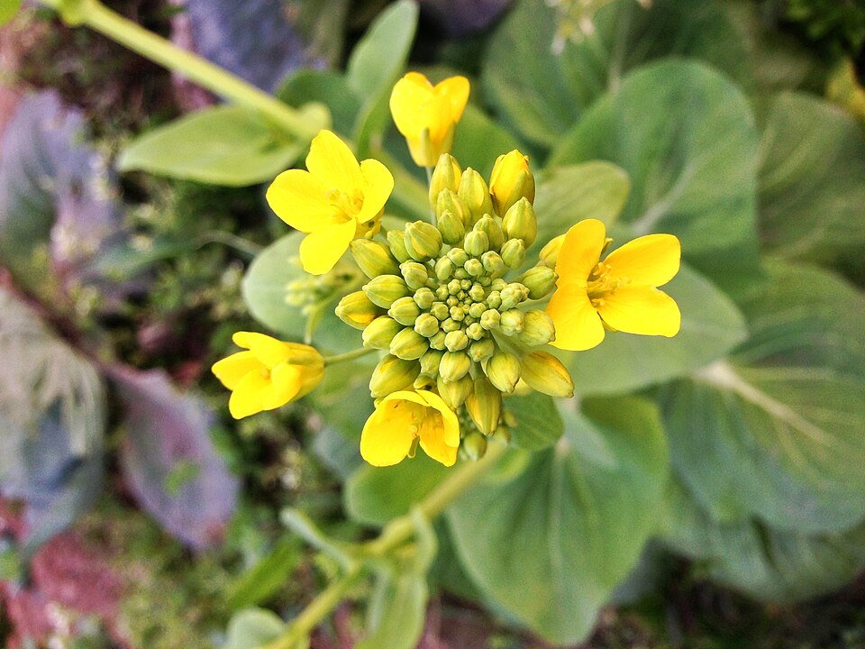fleur de canola