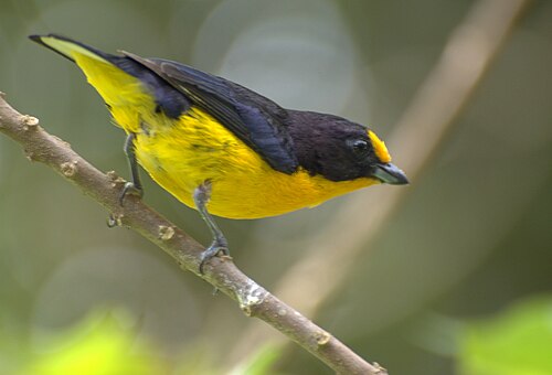 Euphonie violacée mâle (Euphonia violacea)