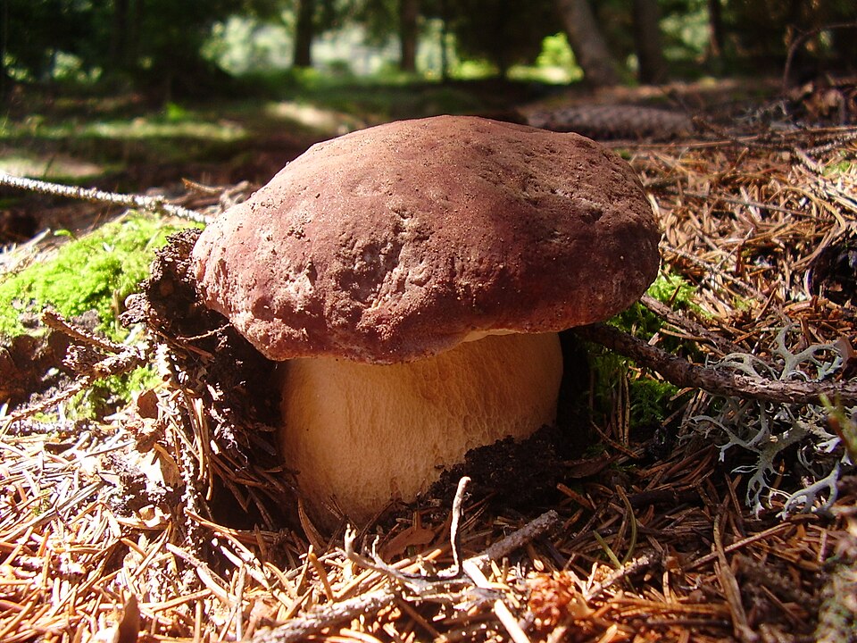 Le bolet du pin (Boletus pinophilus) forme une association ectomycorhizienne avec plusieurs espèces de pins.