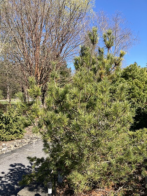 Pinus strobus 'Diggy'