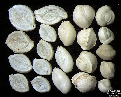 Foraminifères de l'île de Pag, mer Adriatique -60 m, largeur du champ 5,5 mm