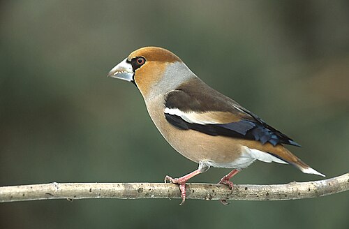 Gros-bec casse-noyaux (Coccothraustes coccothraustes), l'un des gros-becs holarctiques
