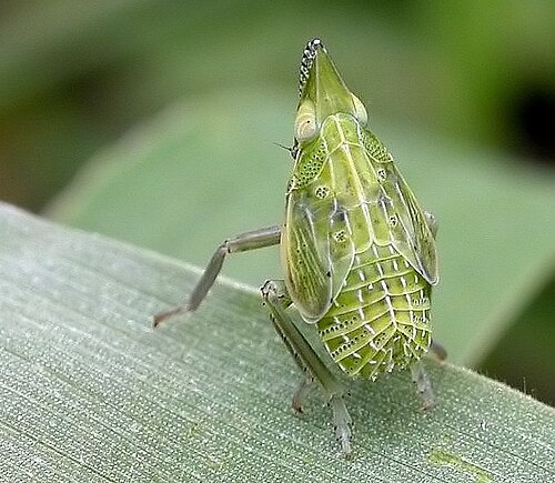 nymphal Dictyophara europaea (Dictyopharidae)