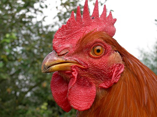 Coq brun