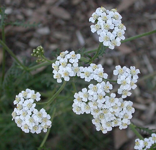 Fleurs à l'Université polytechnique d'État de Californie, Pomona