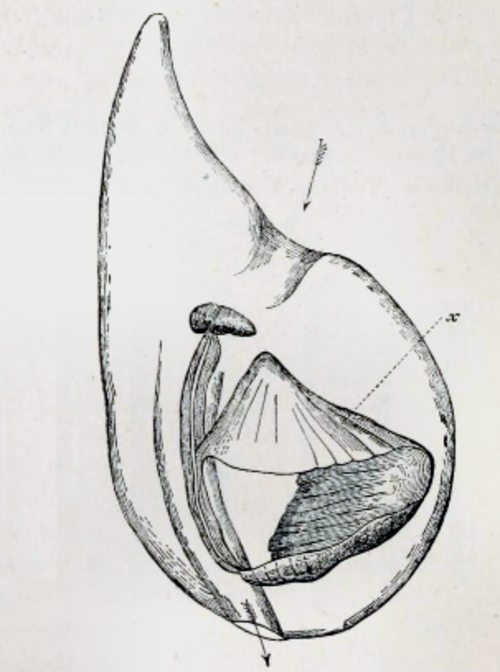 Oikopleura cophocerca dans sa "maison". Les flèches indiquent le mouvement de l'eau et (x) les parties latérales réticulées de la maison.