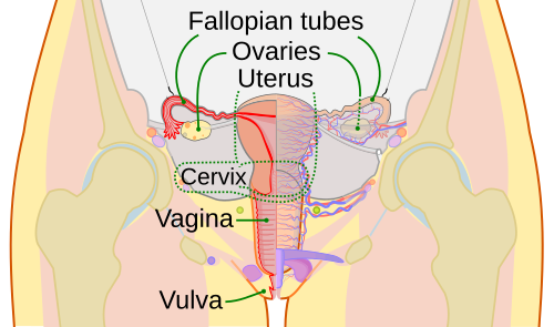 schéma de l'anatomie interne