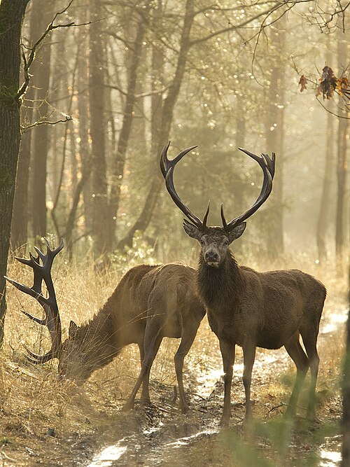 Deux cerfs rouges dans une forêt. L'un fait face à la caméra et l'autre mange de l'herbe à sa gauche