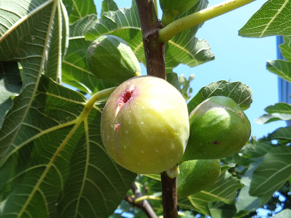 Figues à différents stades de maturation