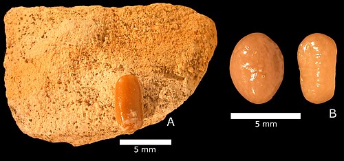 Dent de Micropycnodon kansasensis ? Formation Menuha.