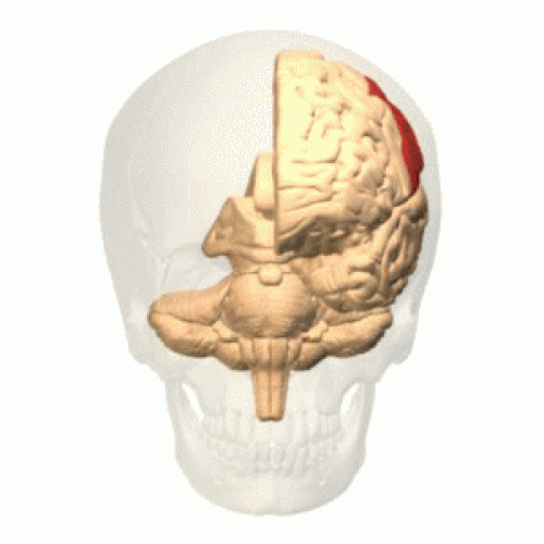 Animation 3D rotative du lobe pariétal dans le crâne humain.