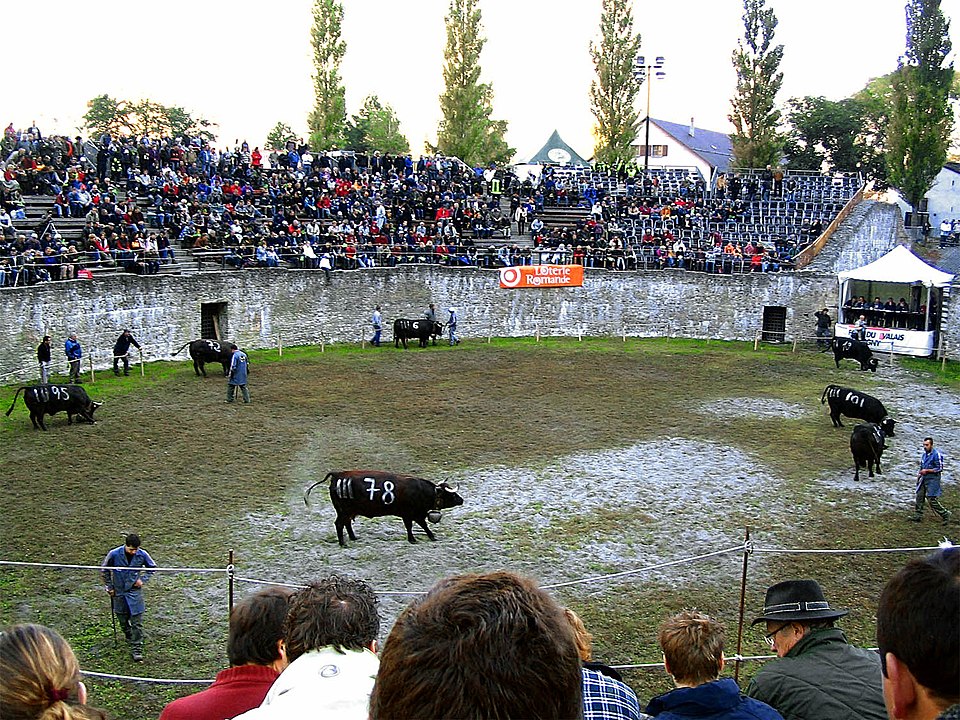 Combat de vaches dans l'amphithéâtre