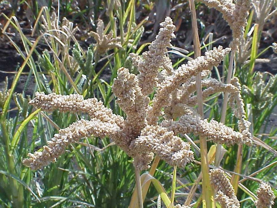 Millet des doigts dans le champ