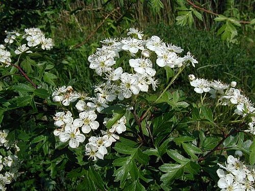 Crataegus monogyna