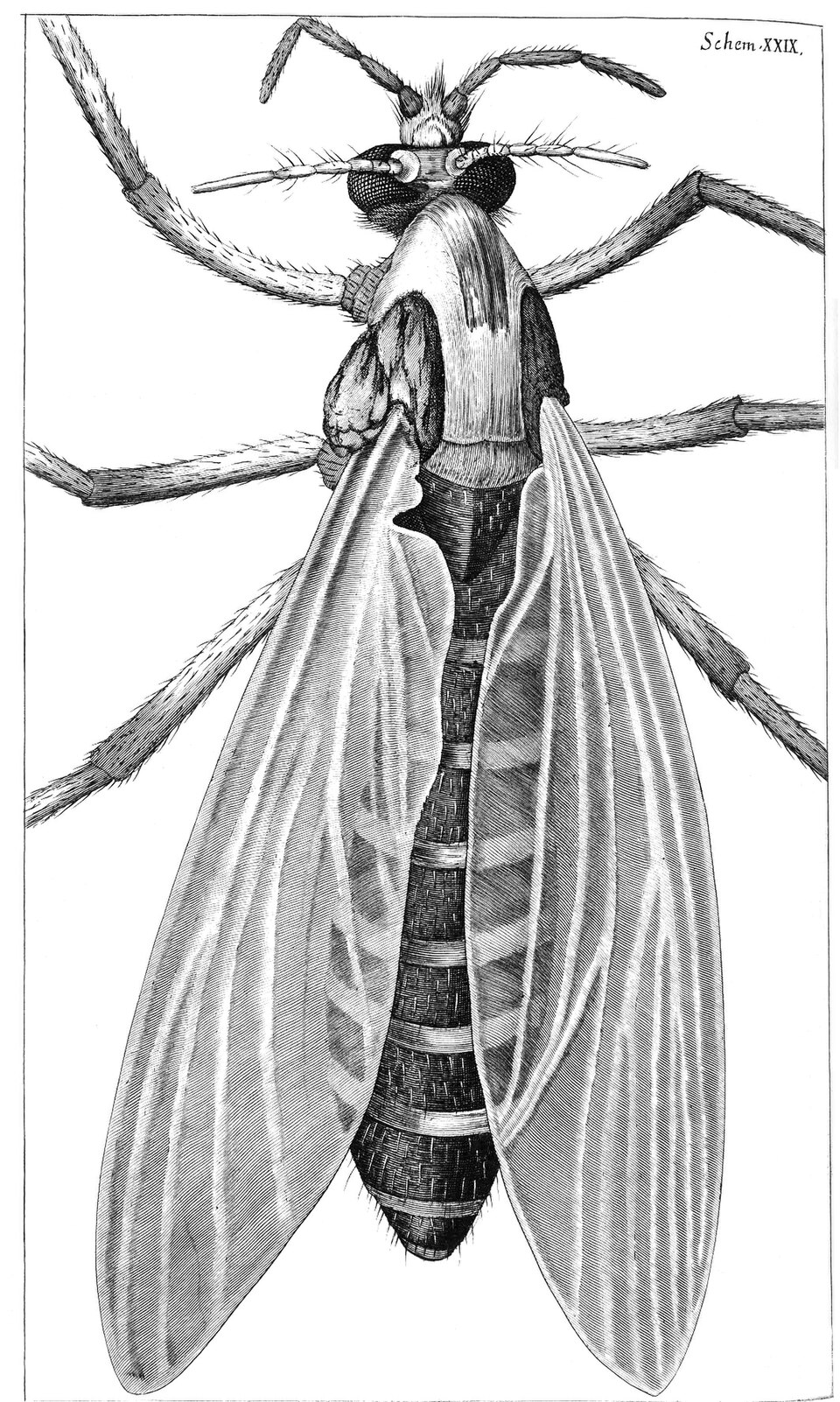 Dessin d'un moucheron par Hooke