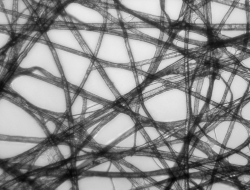 Éclairage en champ clair, le contraste de l'échantillon provient de l'absorption de la lumière dans l'échantillon.