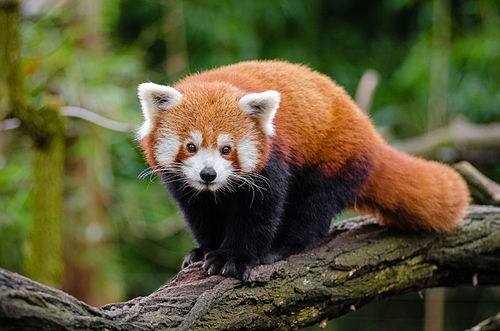 Panda roux debout sur une branche