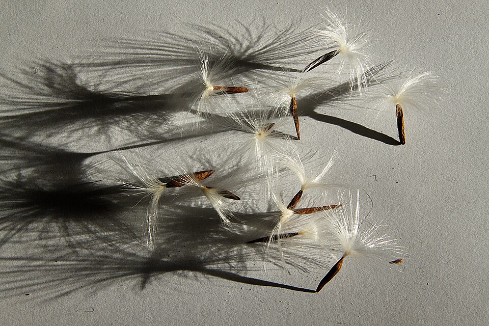Trachelospermum jasminoides : graines individuelles, montrant un pappus