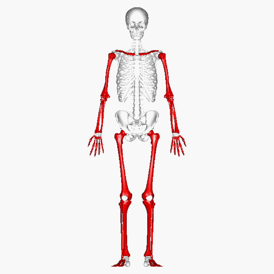 Os longs du squelette humain (représentés en rouge)