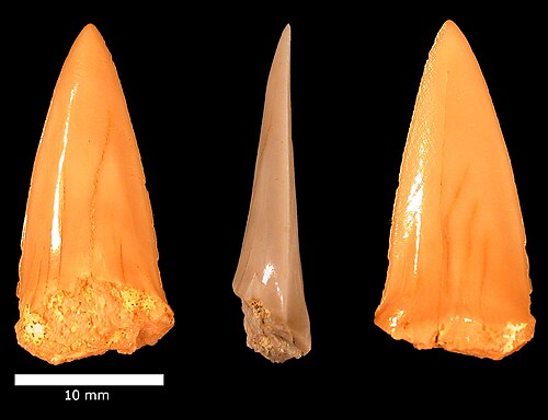 Dent de mantelli Cretoxyrhina, Formation Menuha.