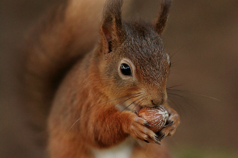 Écureuil roux (Sciurus vulgaris) mangeant une noisette, Angleterre