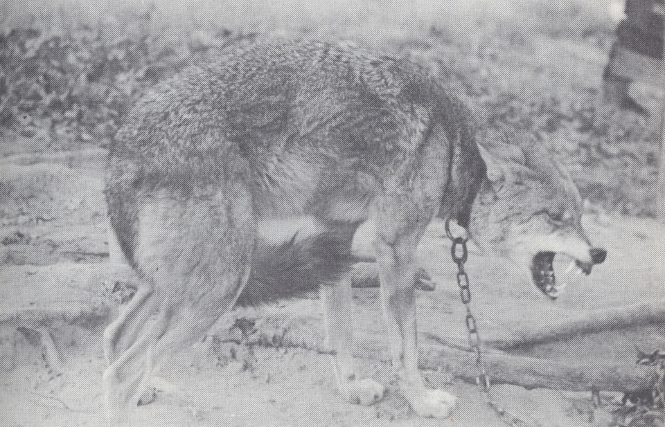Un loup rouge captif de l'Oklahoma (1944)