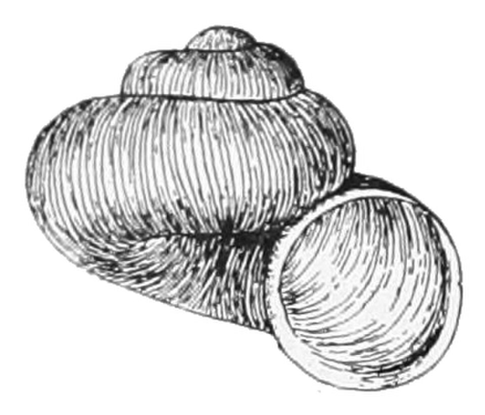 Vue percée de la coquille de Valvata sincera