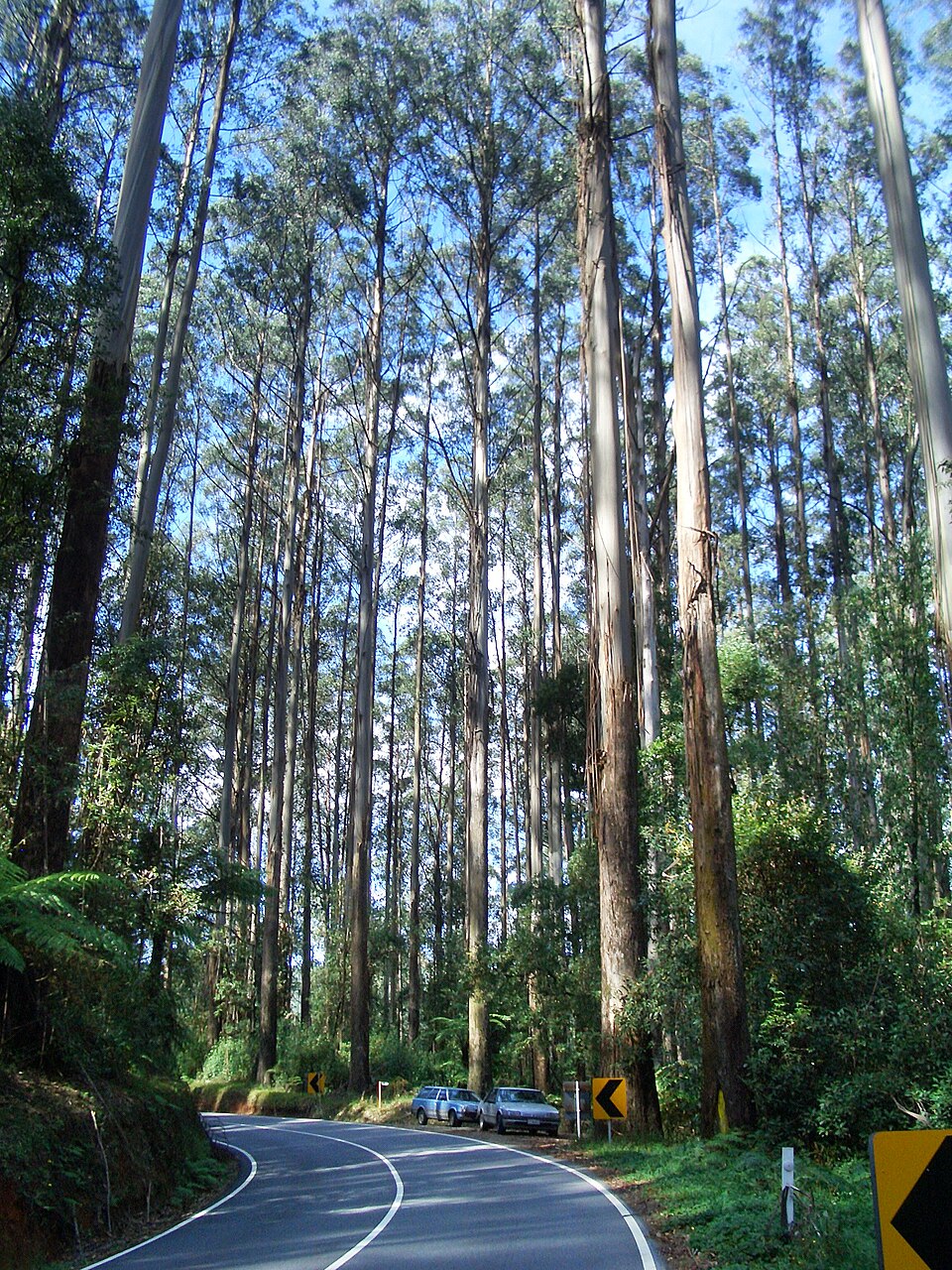 Eucalyptus regnans, un arbre de près de 100 m de haut