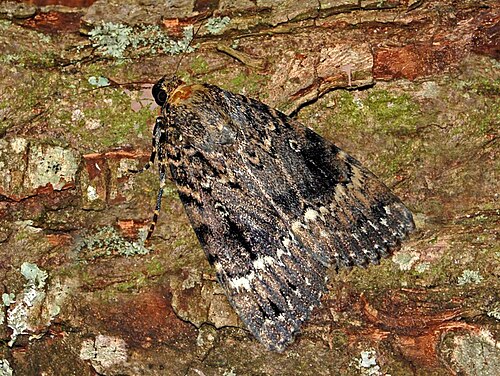 Papillon de nuit