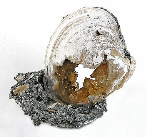 Coquille fossile de Mercenaria permagna recristallisée dans de la calcite provenant de Fort Drum, en Floride