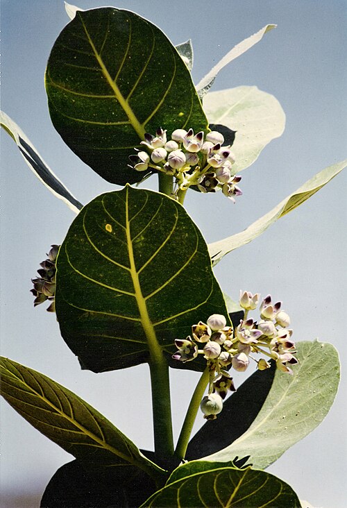 Calotropis procera