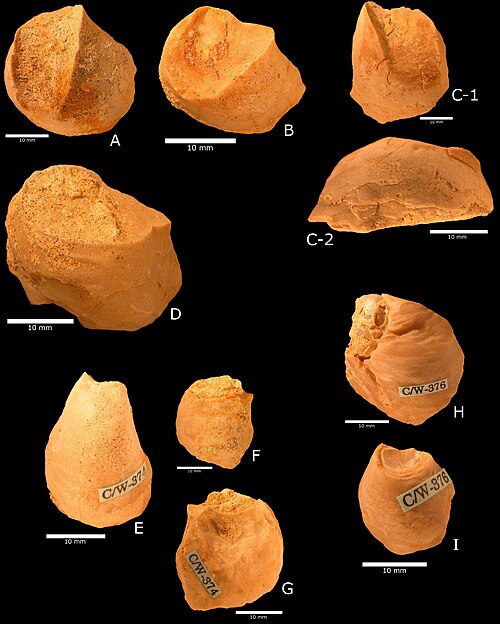 Plusieurs huîtres, probablement Pycnodonte vesicularis, provenant de la formation Menuha.