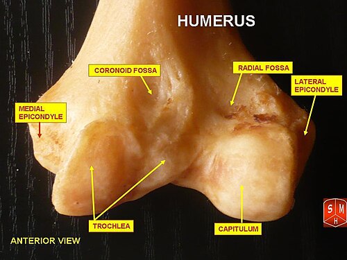 Humérus - épiphyse inférieure. Vue antérieure.