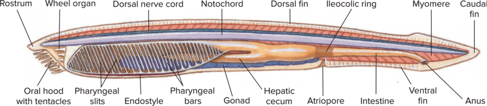 Anatomie du lancelet