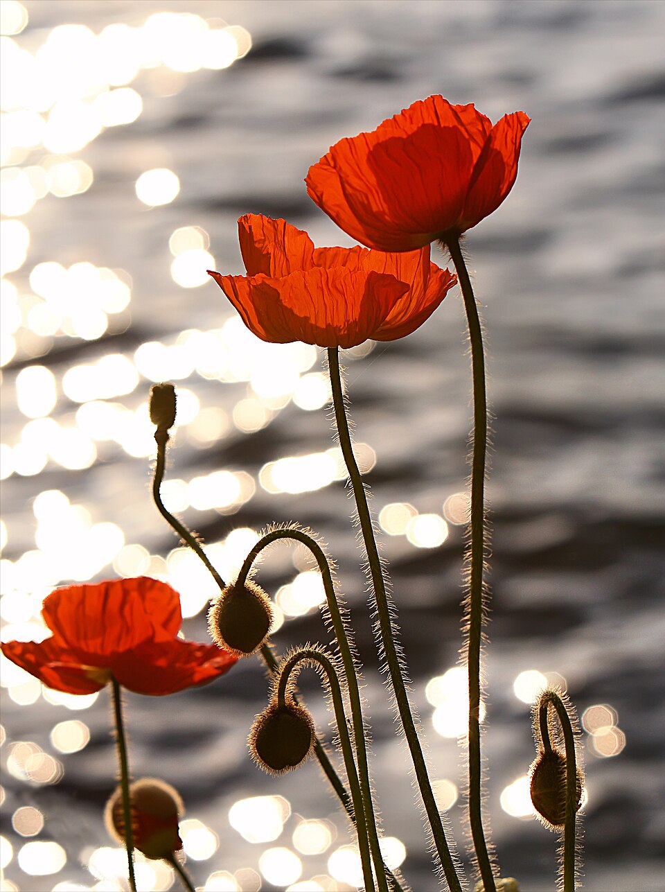 Le coquelicot rouge est porté lors de la Journée du Souvenir dans les pays du Commonwealth pour honorer les soldats morts pendant la Première Guerre mondiale.