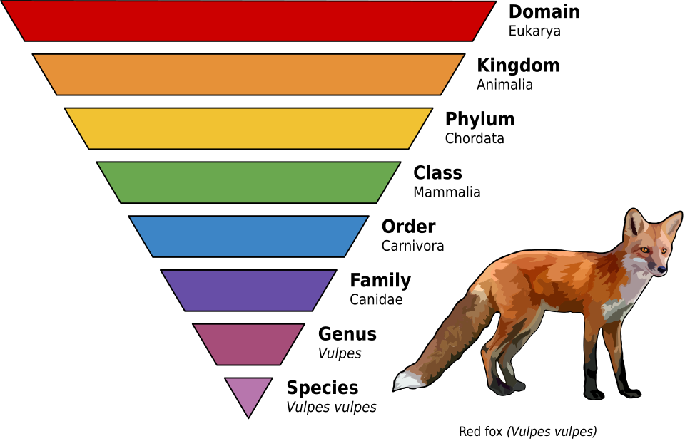 Graphique illustrant les principaux rangs taxonomiques de Vulpes vulpes