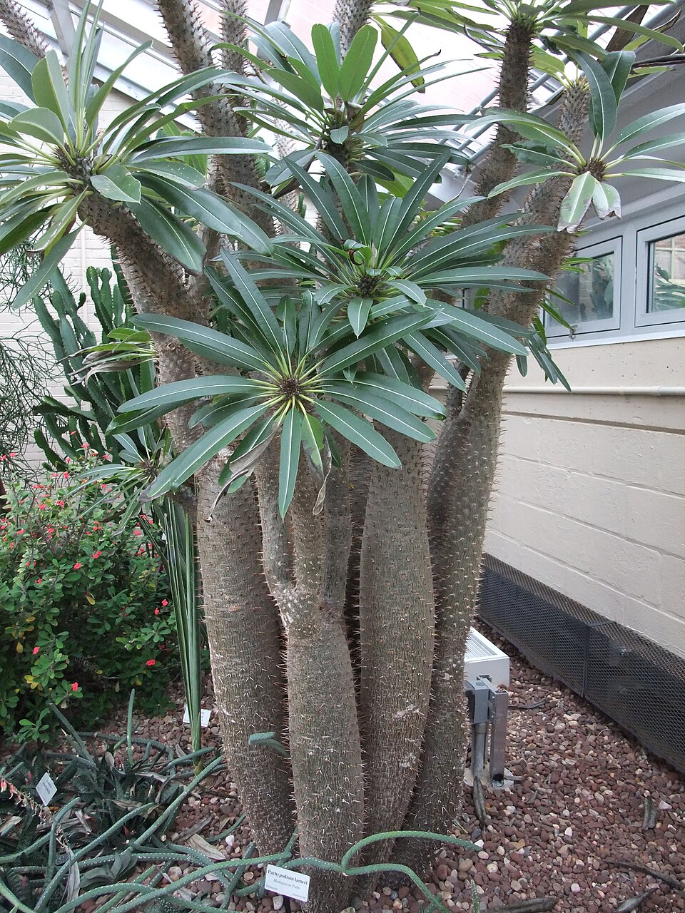 Pachypodium lamerei spécimen mature à plusieurs troncs cultivé en serre
