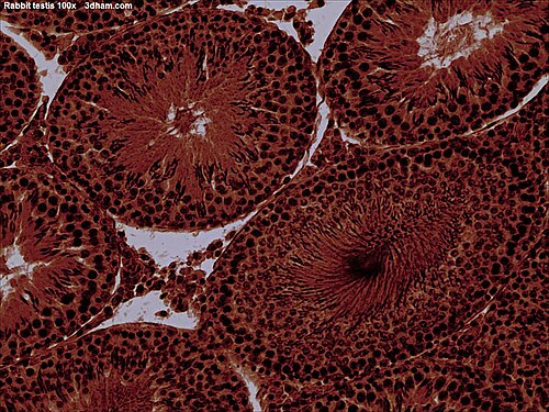 Vue microscopique d'un testicule de lapin 100×