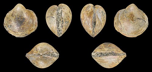 Moisissure interne (steinkern) de Glycymeris alpinus, Autriche