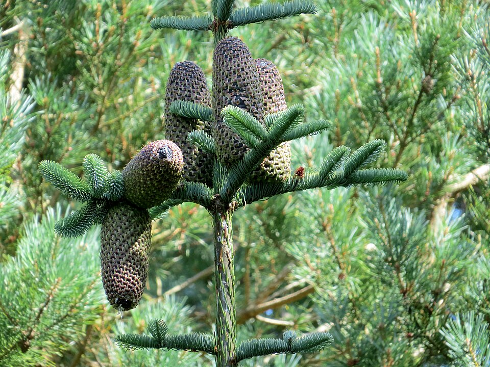 Sapin noble (Abies procera), avec cinq cônes de graines lourds (20 cm, environ 0,5 kg chacun)