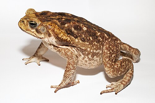 Crapaud buffle