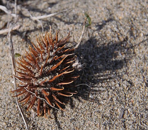 Xanthium non identifié