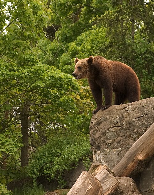 Un ours brun à Skansen